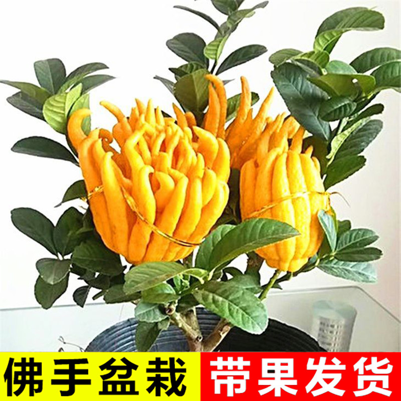 佛手树苗金华盆栽带果佛手柑盆景可食用植物阳台庭院花卉绿植好养