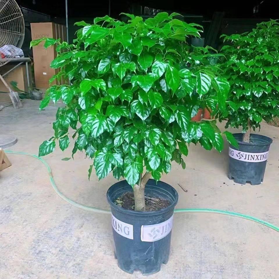 幸福树盆栽植物常四季青办公室内好养盆景净化空气吸甲醛桌面绿植