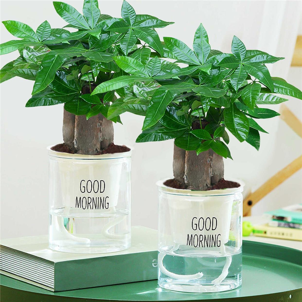 发财树盆四栽室内植物季常青客厅发财大型绿植辫子小苗盆景包邮