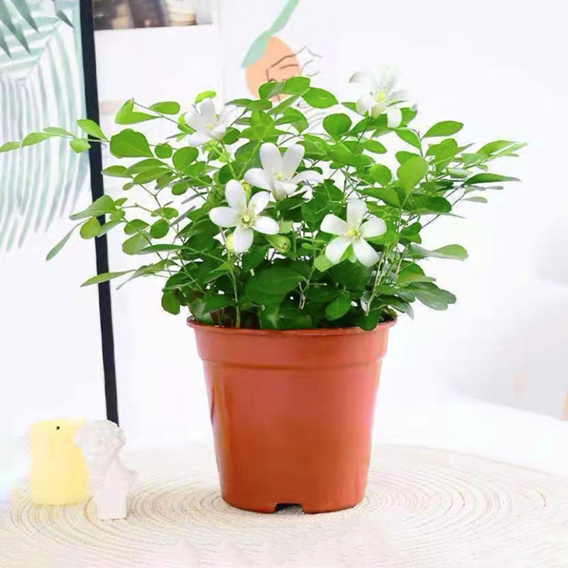 驱蚊驱虫九里植物水培香花卉盆栽绿植浓香四季花室内阳台净化空气