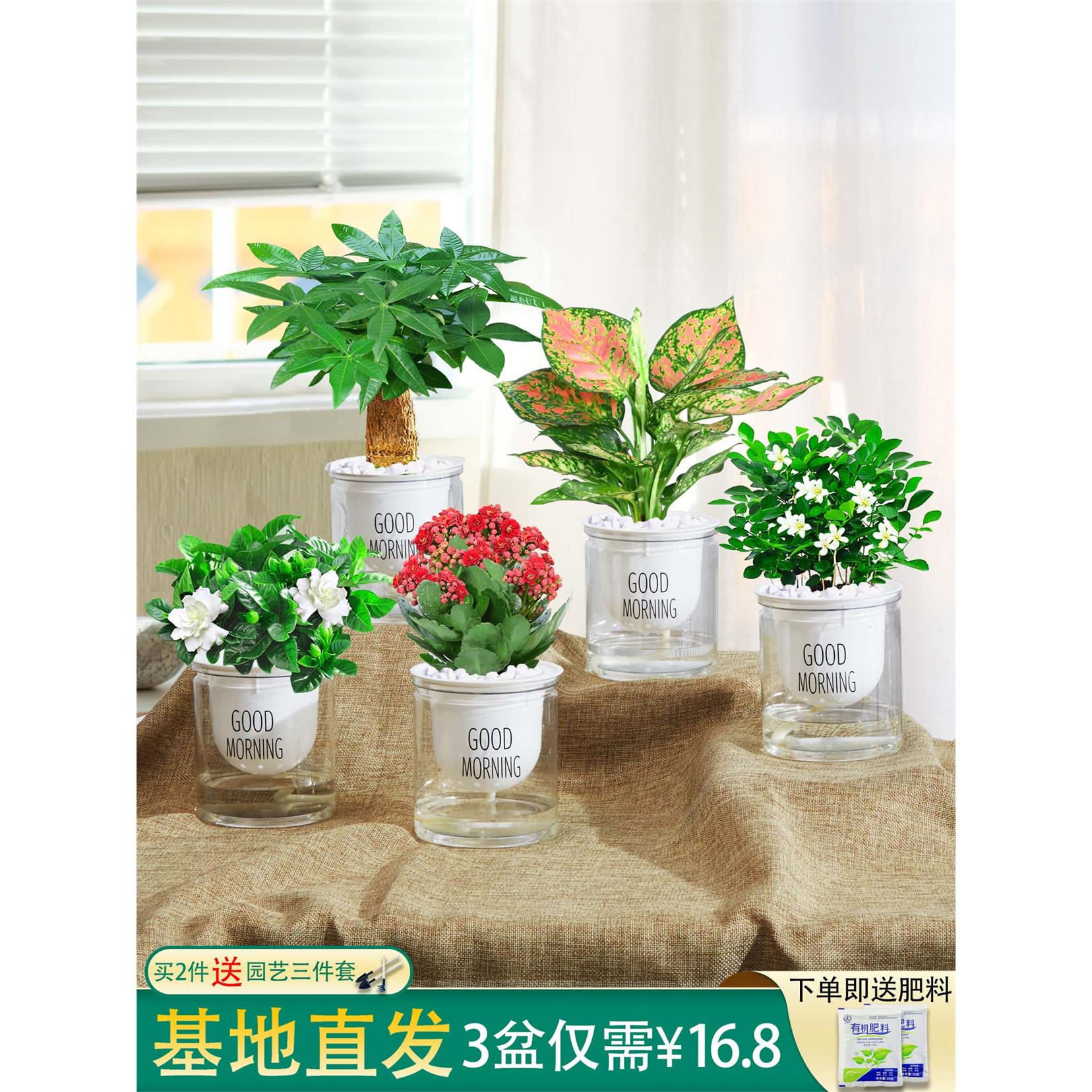绿植发财栀子花树绿萝卉盆栽办公室内九里香吸甲醛小水培多肉植物