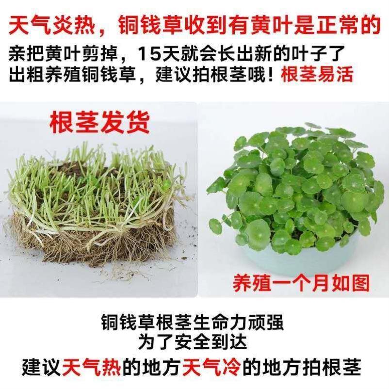 水培植物草盆大叶铜钱栽绿植花卉土培室内阳台桌面转运带叶金钱草