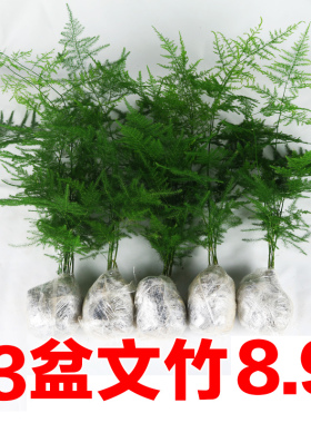 文竹盆栽净化植物室内空气办公室绿植花卉盆栽盆景四季常青小盆栽