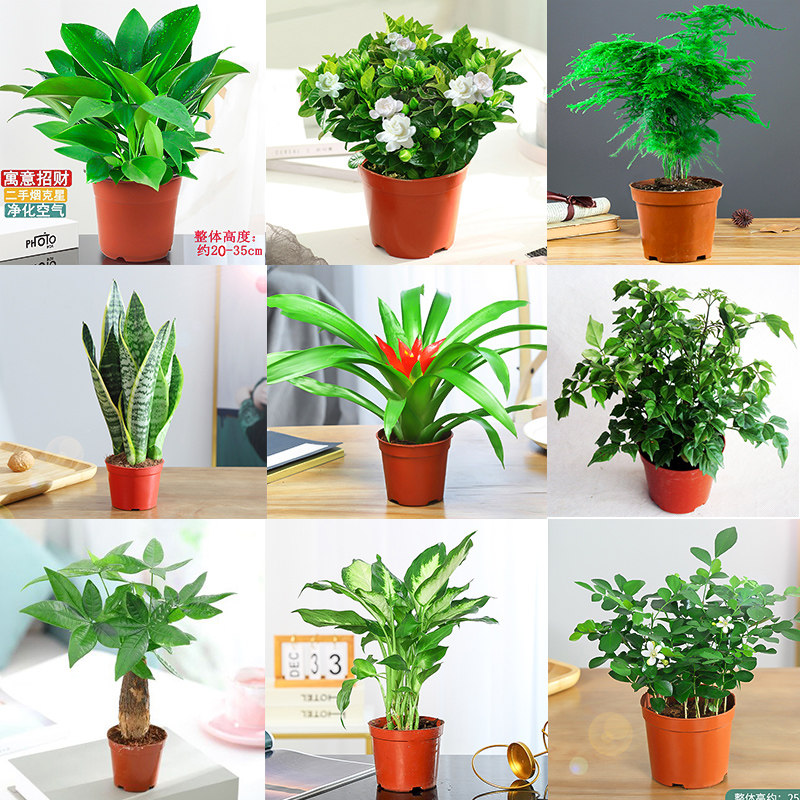 白掌绿植富贵绿萝花卉竹栀子花发财树文竹常春藤室内土培植物盆栽