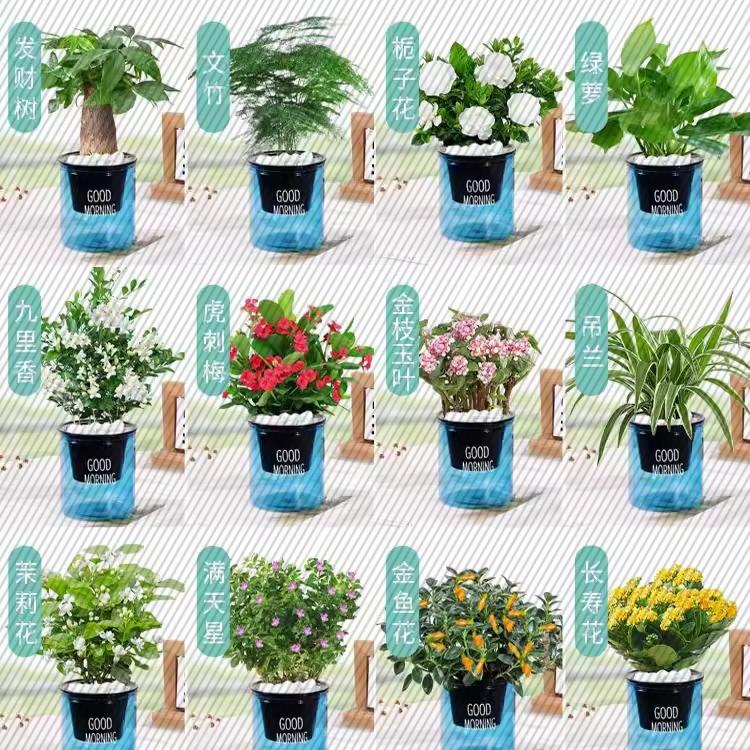 绿萝发财树文竹多肉花卉盆栽植物室内薄荷富贵竹水培小绿植好养活