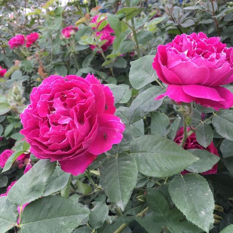 庭院植物藤 紫袍玉带本爬藤月季花苗玫瑰花苗 玫瑰花 带花苞发货
