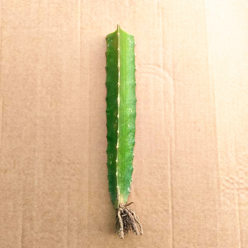 多肉植物兰蟹爪三角柱嫁接仙人掌科球专用的砧木火龙果苗盆栽枝条