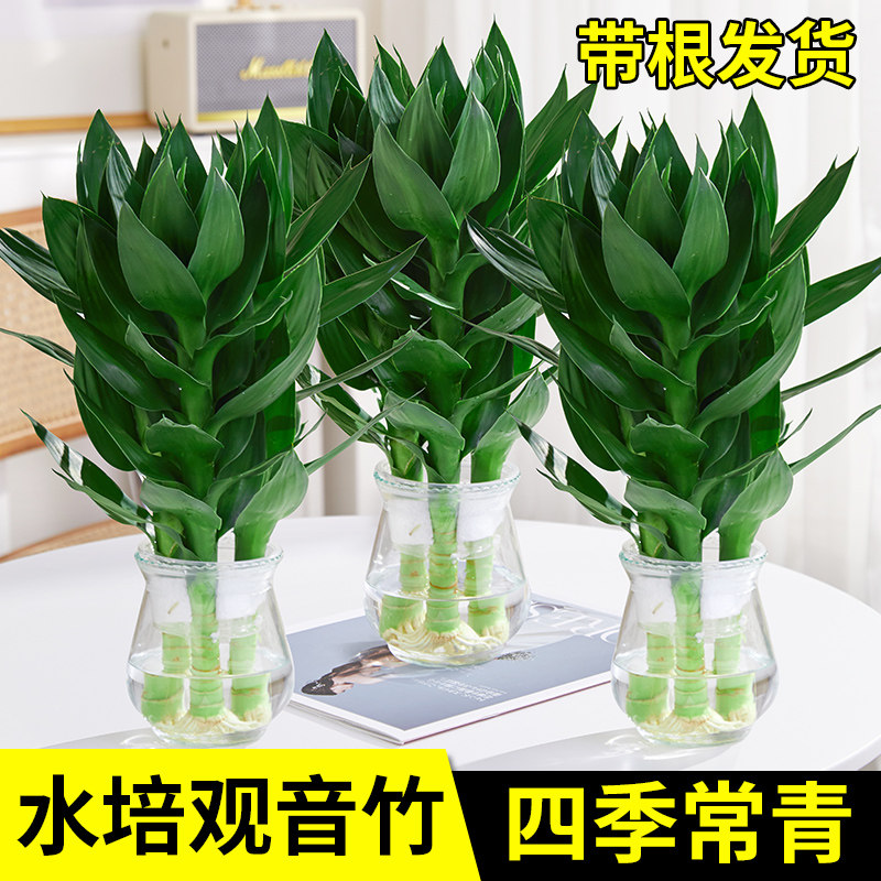 水培植物盆栽观音竹带根富贵竹室内盆栽水养四季好养招财文昌竹