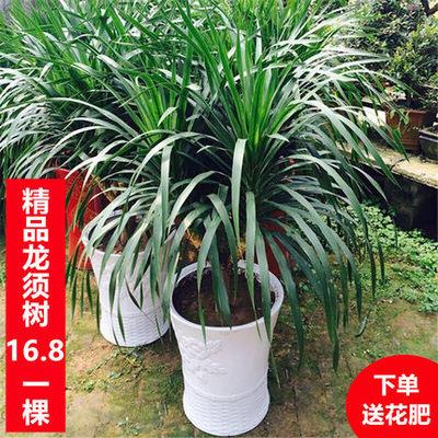 龙须树大型龙绿植多头血树龙铁树发财树室内客厅盆栽花卉植物盆景