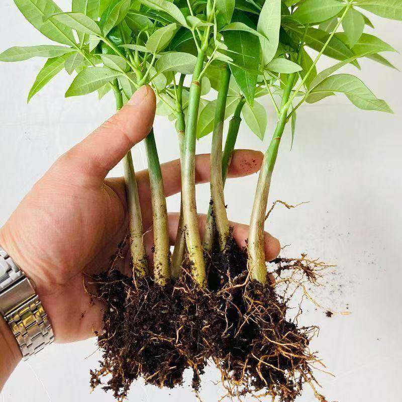 福发财盆栽办公室原植物招生财室内树甲客厅观绿植四五叶季常青醛