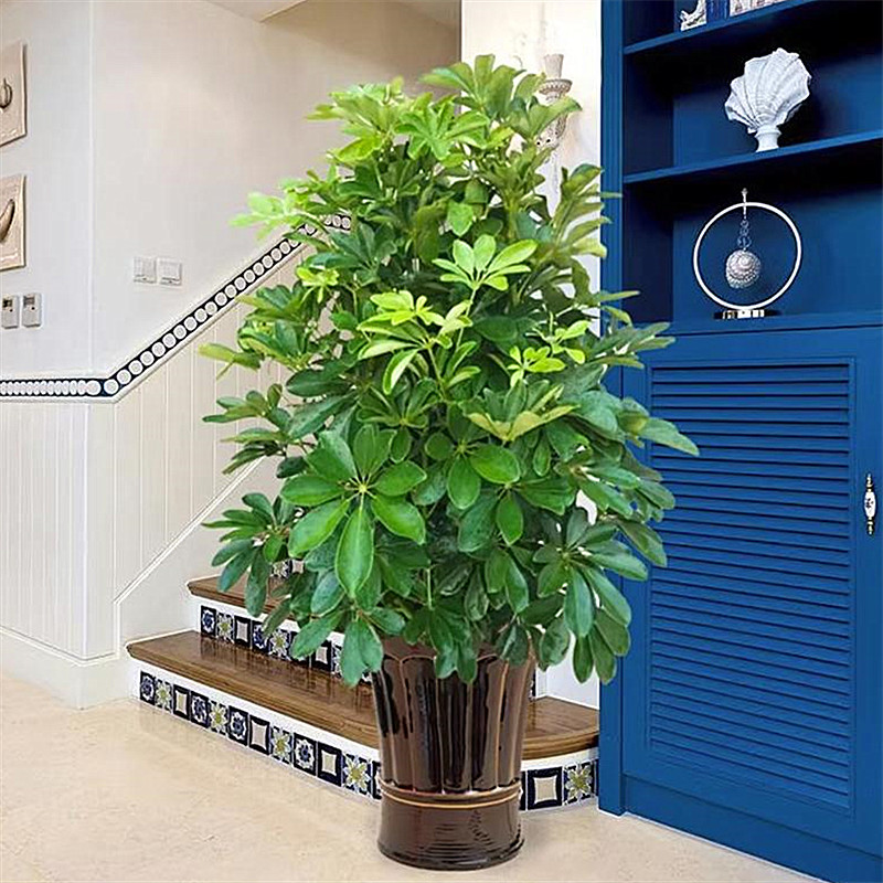 鸭脚木盆招财树植栽 物发财树 四季常绿 室内客厅开业廊道吸甲醛