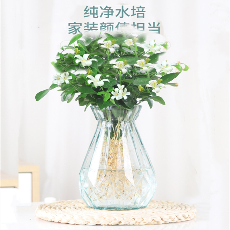 水培九里香盆栽绿花卉植浓香四季花驱蚊驱虫植物室内阳台净化空气