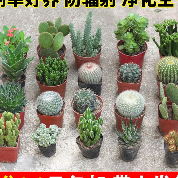 多肉仙人掌绿植开盆栽花仙人球组合办公室桌面喜阳室内阳台植物苗