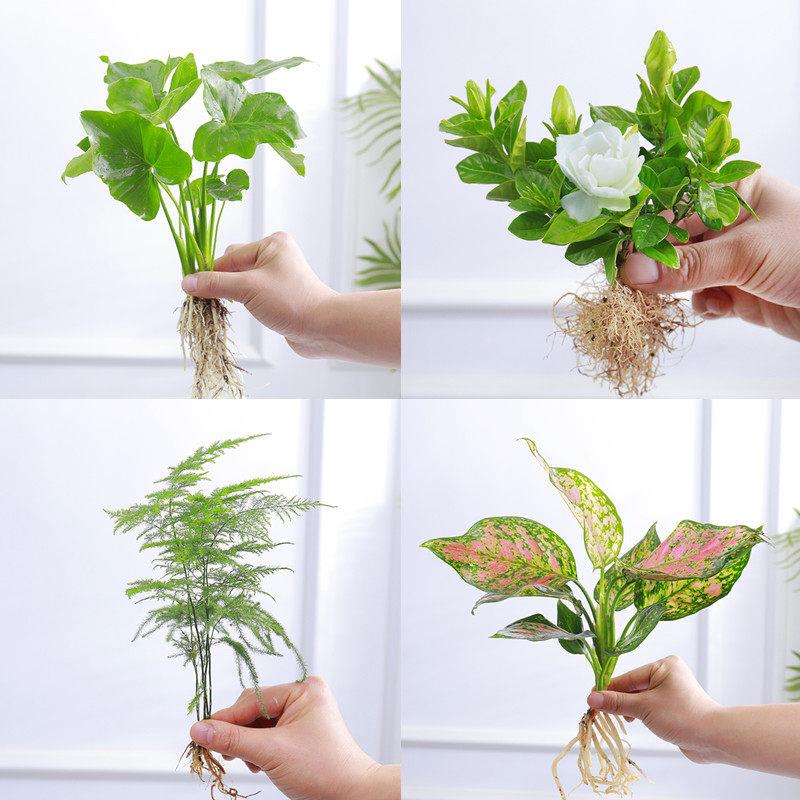 水培植物观音竹办公室好养活水培花卉栀子花懒人盆栽文竹发财树