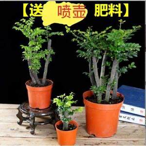 高档室内植盆栽名紫贵型盆景小叶紫檀苗微檀木花树卉绿土原包邮