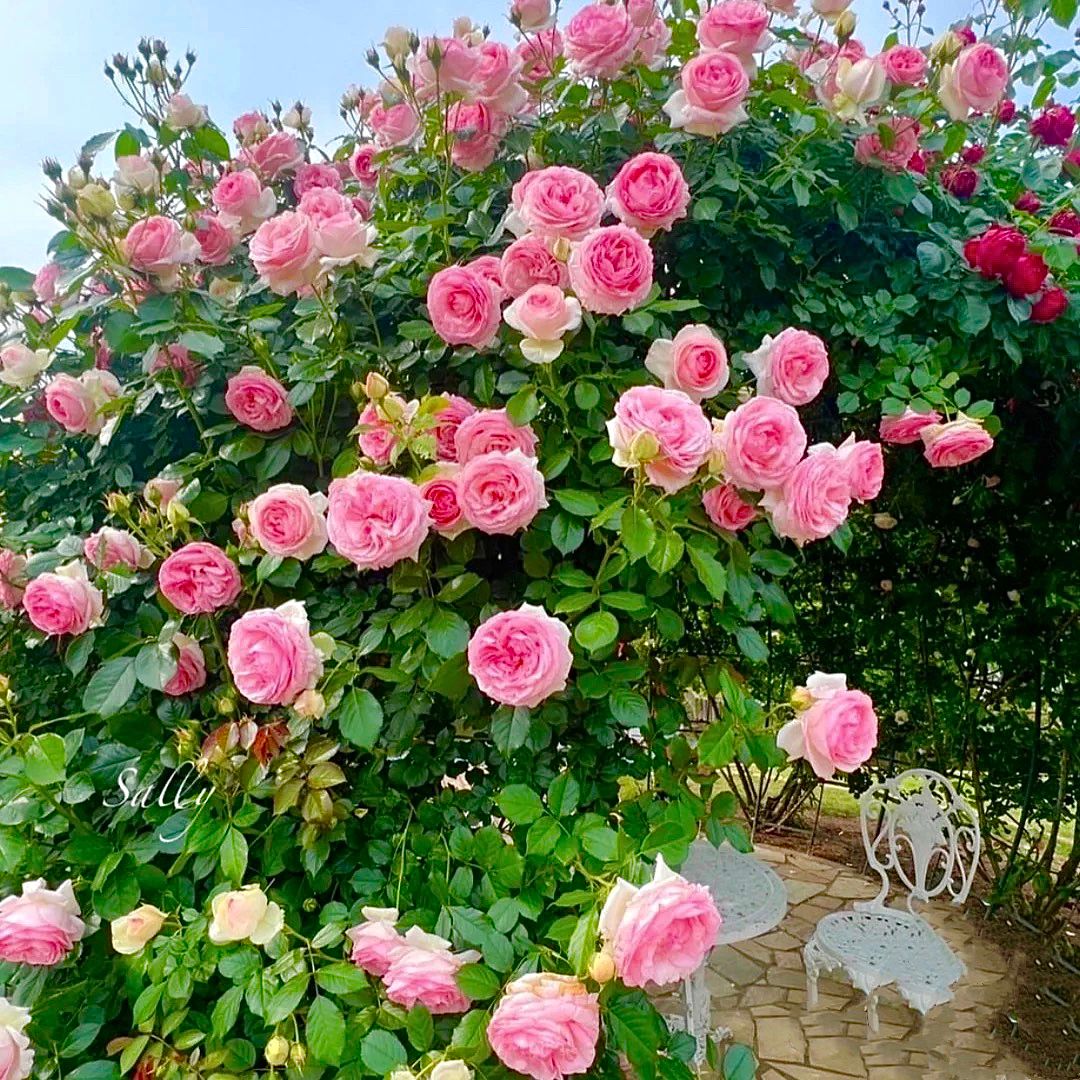 龙沙宝石蔷薇藤本月季花苗爬藤特大四季开花浓香玫瑰庭院别墅植物