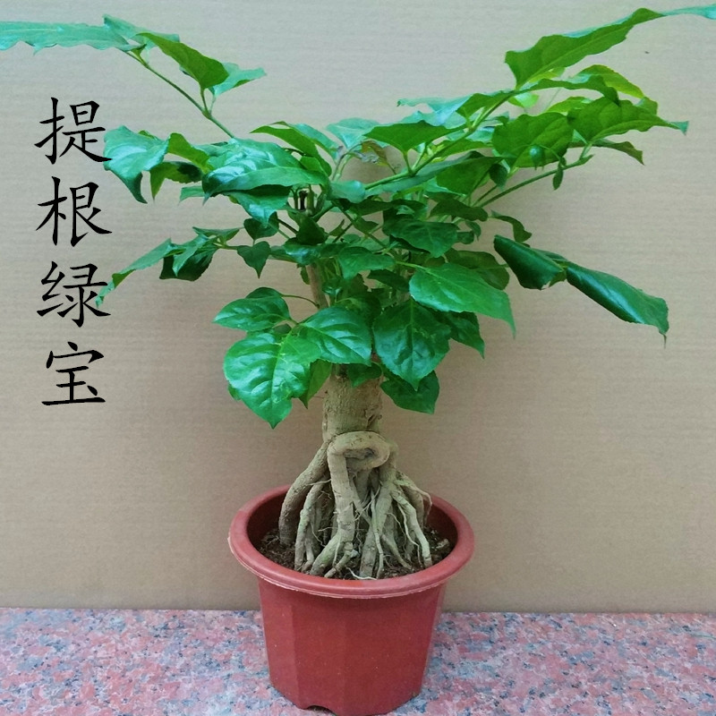 提根绿宝盆栽桌面室内奇趣植物盆景老桩熟桩四季常青吸甲醛幸福树