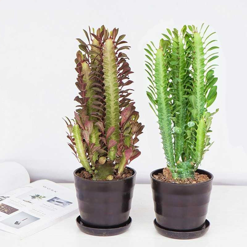 龙骨花室 植物内花盆栽玉麒麟吸甲醛客厅仙人柱巴西龙骨多肉植物