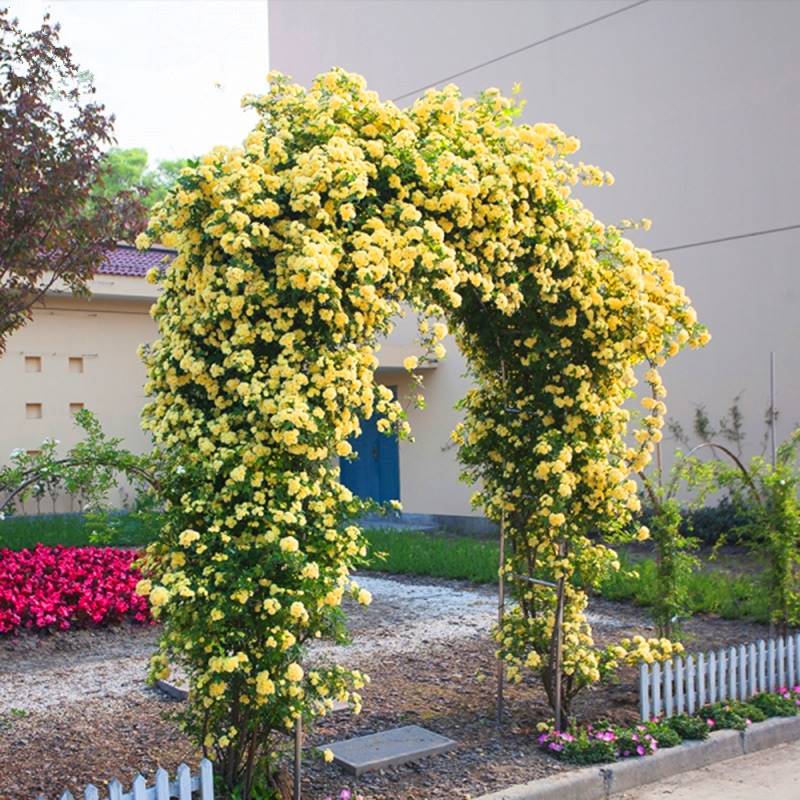 黄木香花爬植物藤苗重瓣白木香庭院花卉四季开花红木香阳台绿化苗