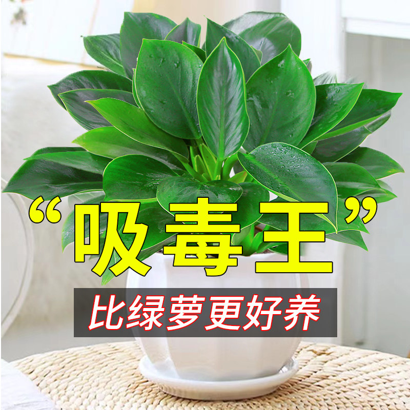 金钻盆栽植室内绿萝箩物花卉绿植水培万年青多肉新房家用吸除甲醛