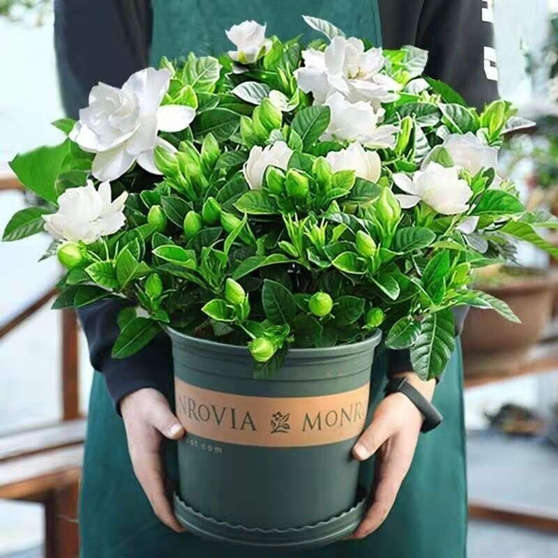 栀子花盆花卉室植物栽内水培绿植四季好养带花苞客厅桌面容易春天