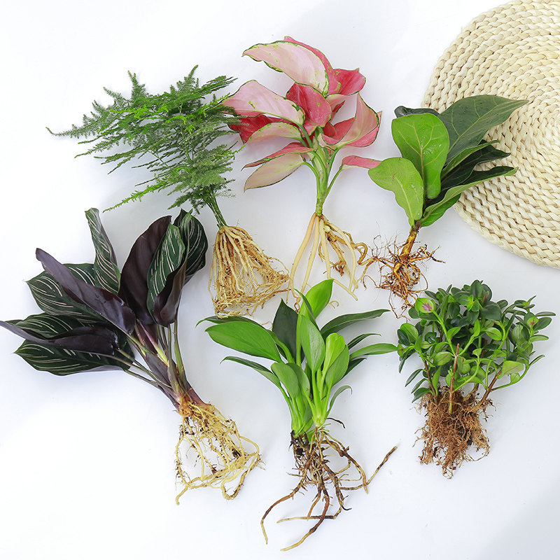 水培植物水养绿植室内白掌花卉盆栽竹芋绿萝办公室四季水生富贵竹