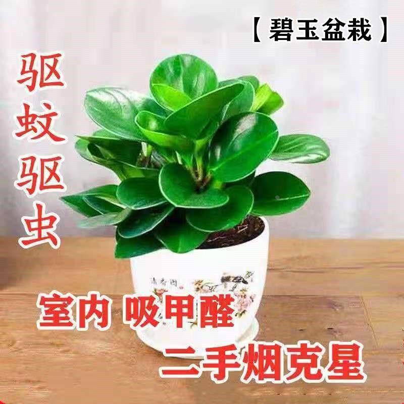 豆瓣绿多吸肉植物盆栽二手烟室内客厅桌面绿植绿萝水培植物花卉