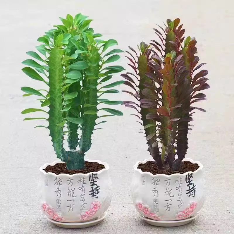 巴西龙骨柱玉 仙人麒麟 盆栽室内吸甲醛防辐射