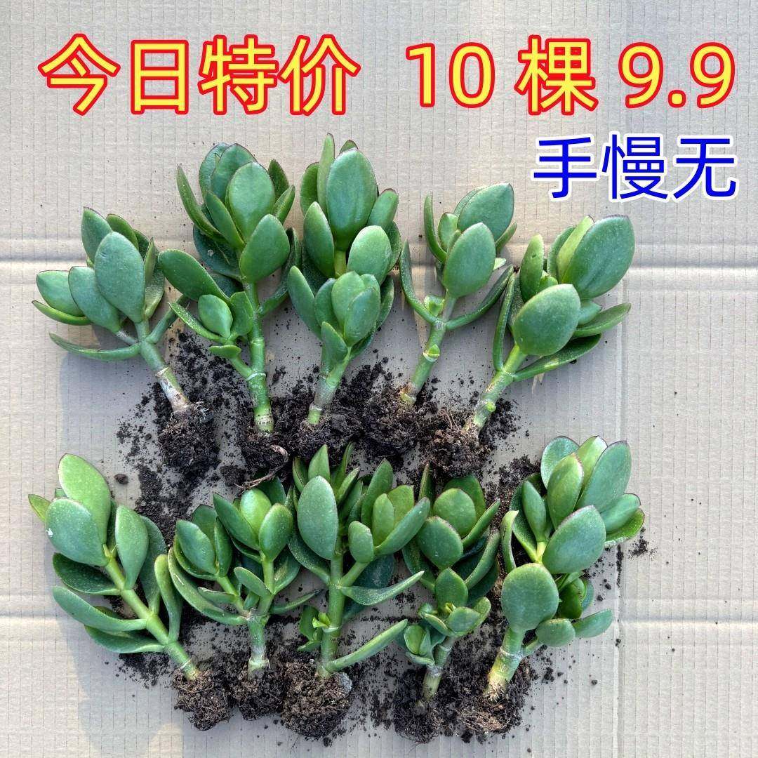 桩玉青树苗盆栽老万年多肉植物室内外四季室青常花卉懒好人养