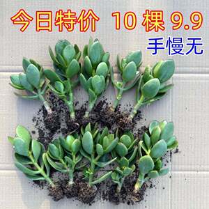 桩玉青树苗盆栽老万年多肉植物室内外四季室青常花卉懒好人养
