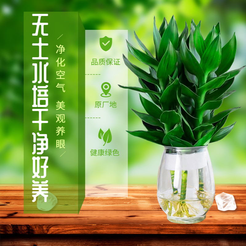 观音竹富贵竹植物水培带根花卉绿植绿萝室内盆栽转运竹带花瓶好养