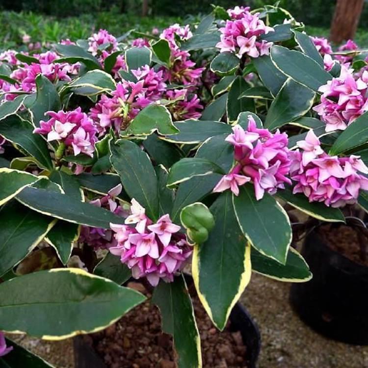 金边瑞香庭院室内盆栽浓香型大小苗盆景植物耐寒带花包瑞香花老桩