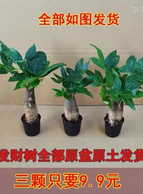 发财树盆桌室内栽客厅面绿植小盆景大发财树苗招财树吸甲醛植物