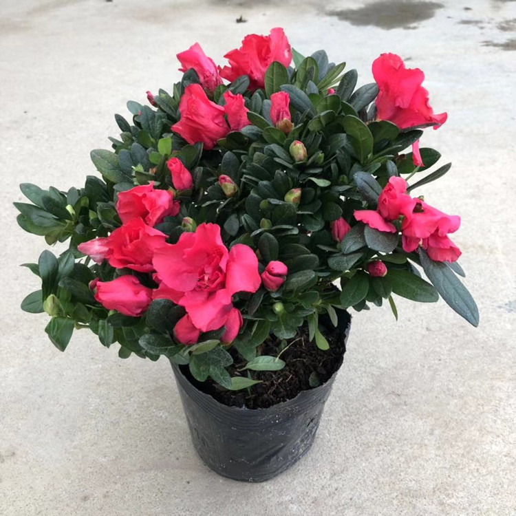 比利时杜西洋 花苗鹃杜鹃盆栽 四季开花映山红带花苞发货花卉植物