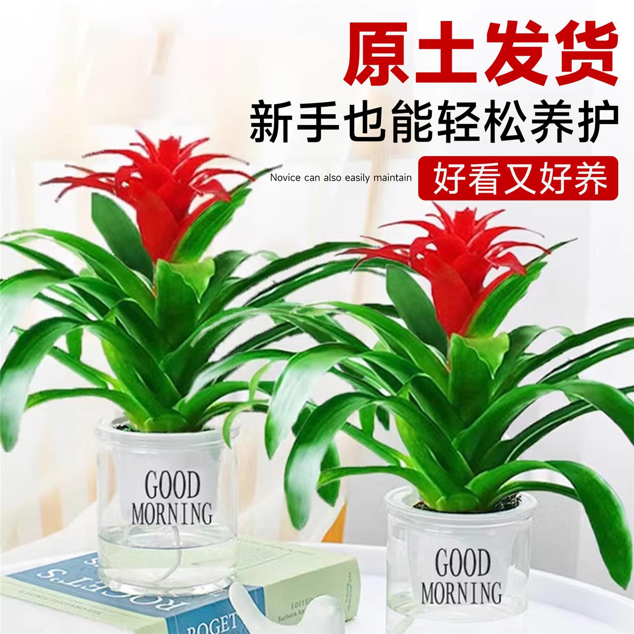 鸿运当头水培绿植盆栽物室内花卉客厅凤梨秋冬好养活红掌四季开花