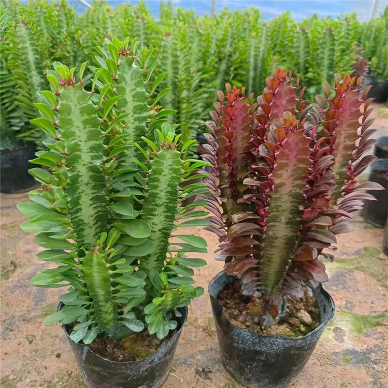 新款多肉青红植物巴西龙骨室内客厅阳台旺宅易养仙人柱盆栽