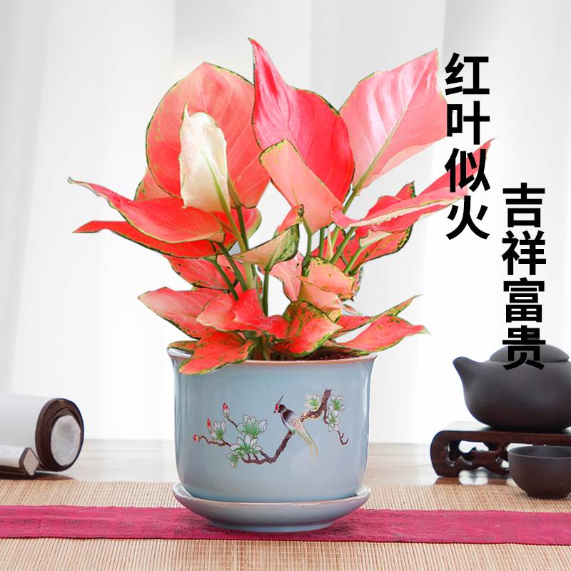 吉利中国盆栽红花室内卉如意皇后万年红万年青水培好养办公室植物