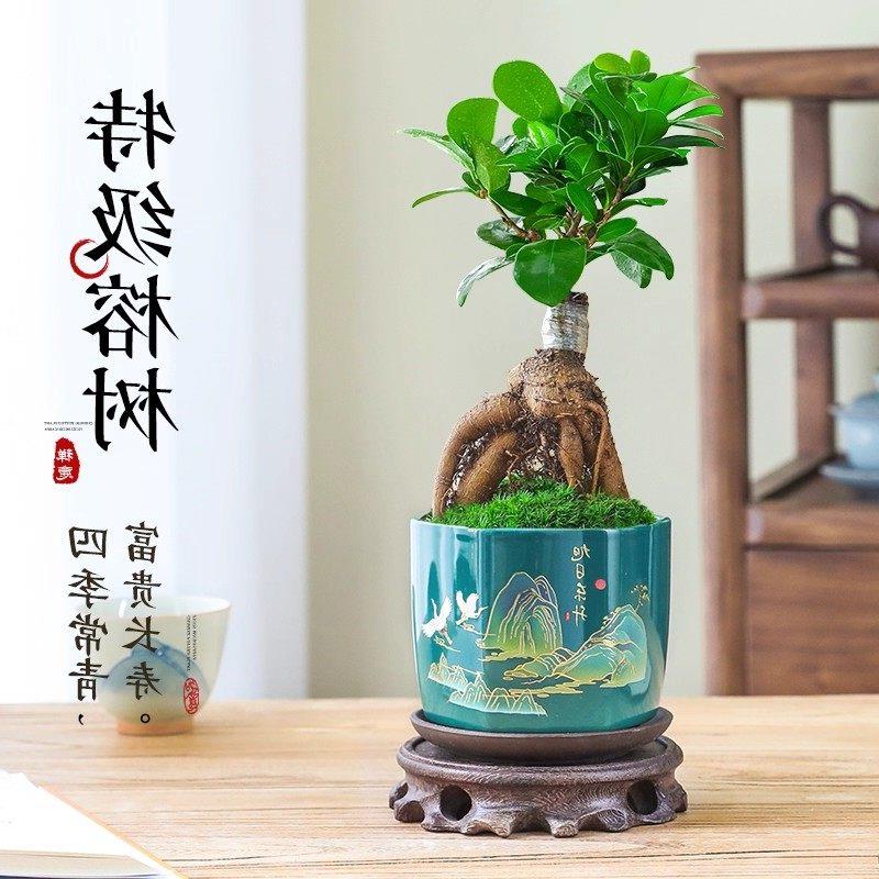 榕树盆景室内客厅桌面绿植盆栽人参榕好养老桩小叶金钱多季常青
