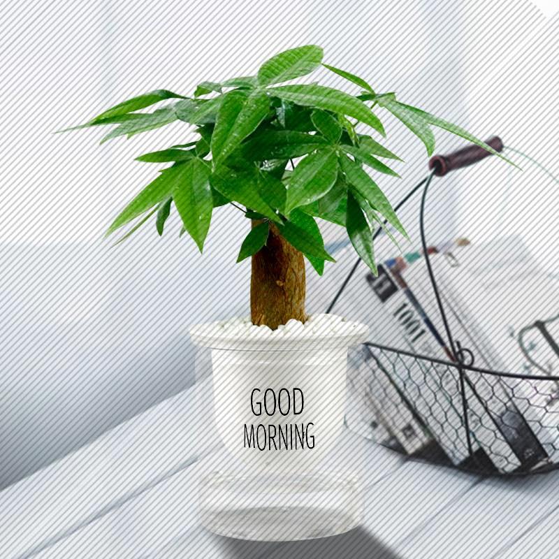 发财树绿萝鸭脚木桌面小盆栽绿色植物花卉自动吸水盆水培绿植好养