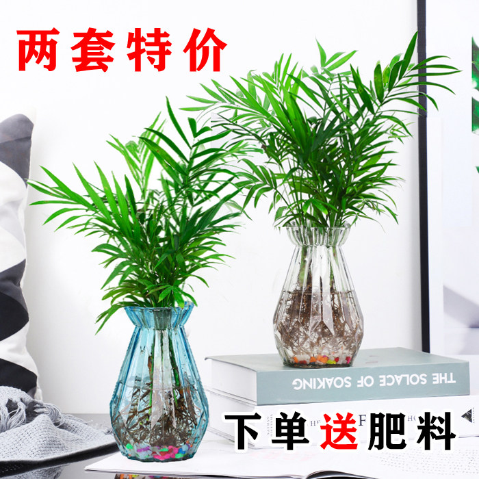 富贵竹水植物养水培七叶莲室内客厅袖珍竹绿植花卉盆栽四季好养