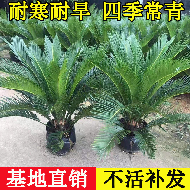 铁树盆栽室内外小树苗庭院植物苏铁四季常青耐寒耐热好养绿植盆景