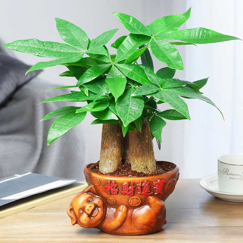 发财树小绿植盆栽花卉物办公室内吸甲醛绿萝文竹水培发财树好养
