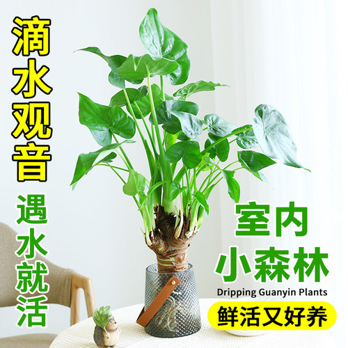 千手滴水植物水培观音老桩室内盆栽办公室桌面客厅千佛手观叶绿植
