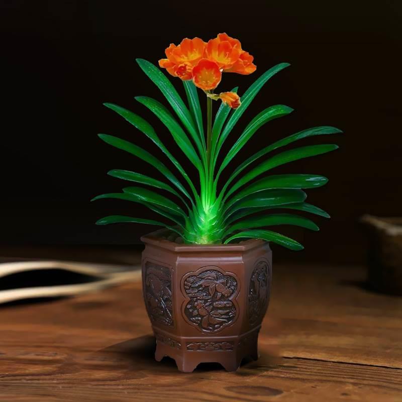 四季君子花苞兰带盆栽老苗室内植物圆头和尚好养大小苗当年开花卉