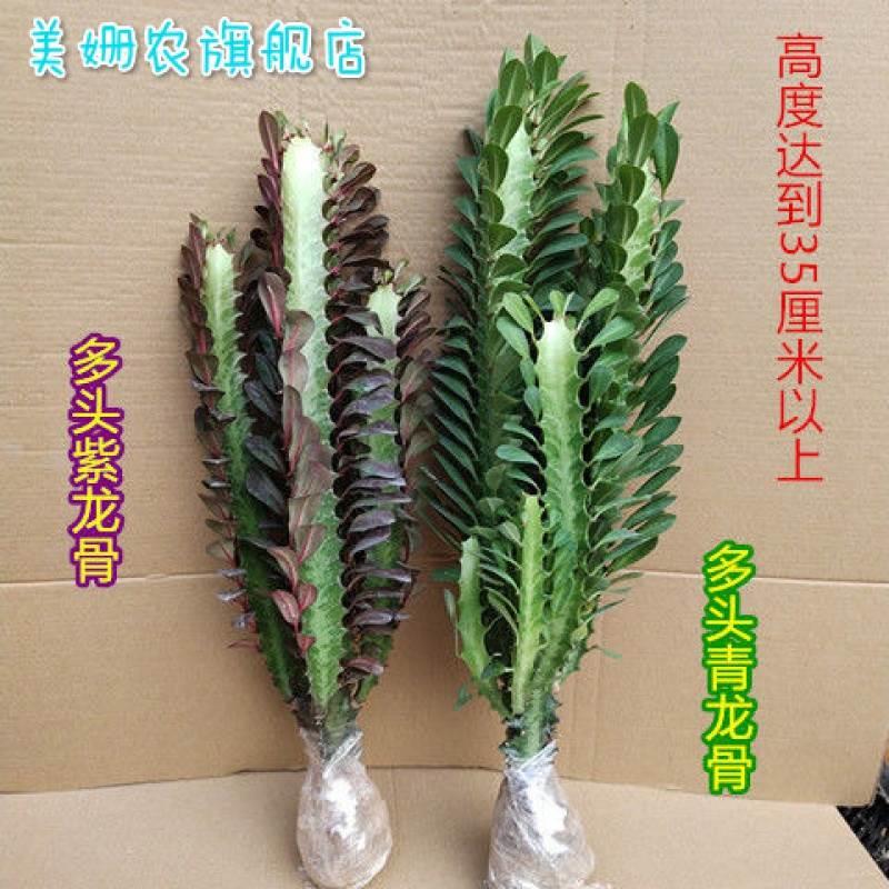 龙骨盆栽客厅植物室内四季常青多肉植物仙人柱