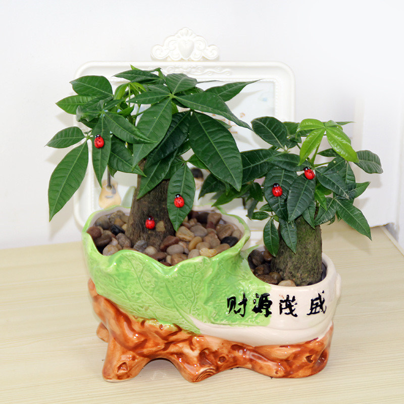 绿植盆栽发财树办公小室平安树摇钱花卉客厅组合盆景绿萝植物包邮
