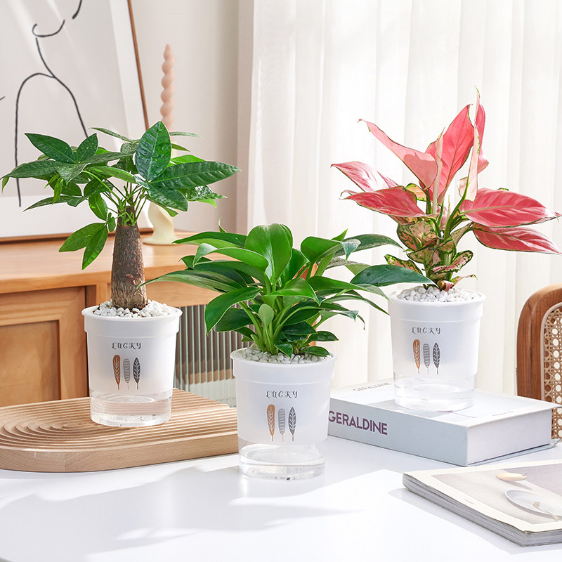 绿萝发财盆树花卉吊兰栽植物室内文竹多肉吸除甲醛水培好养小绿植