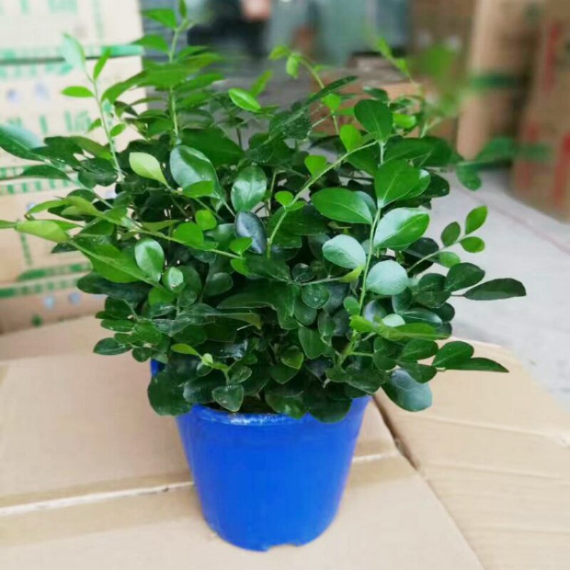 九里香盆邮带栽包花植物室内七里香盆景老桩驱蚊十里香苗四季常青