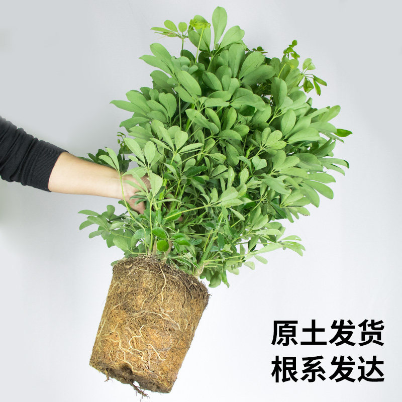 鸭脚木七八叶莲发财树方来鹅掌柴盆栽办公室客厅大型绿植
