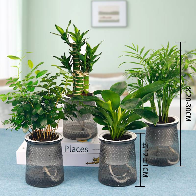 【买三送一】盆发懒人财树九里香金钻富贵竹袖珍椰子绿植花卉盆栽